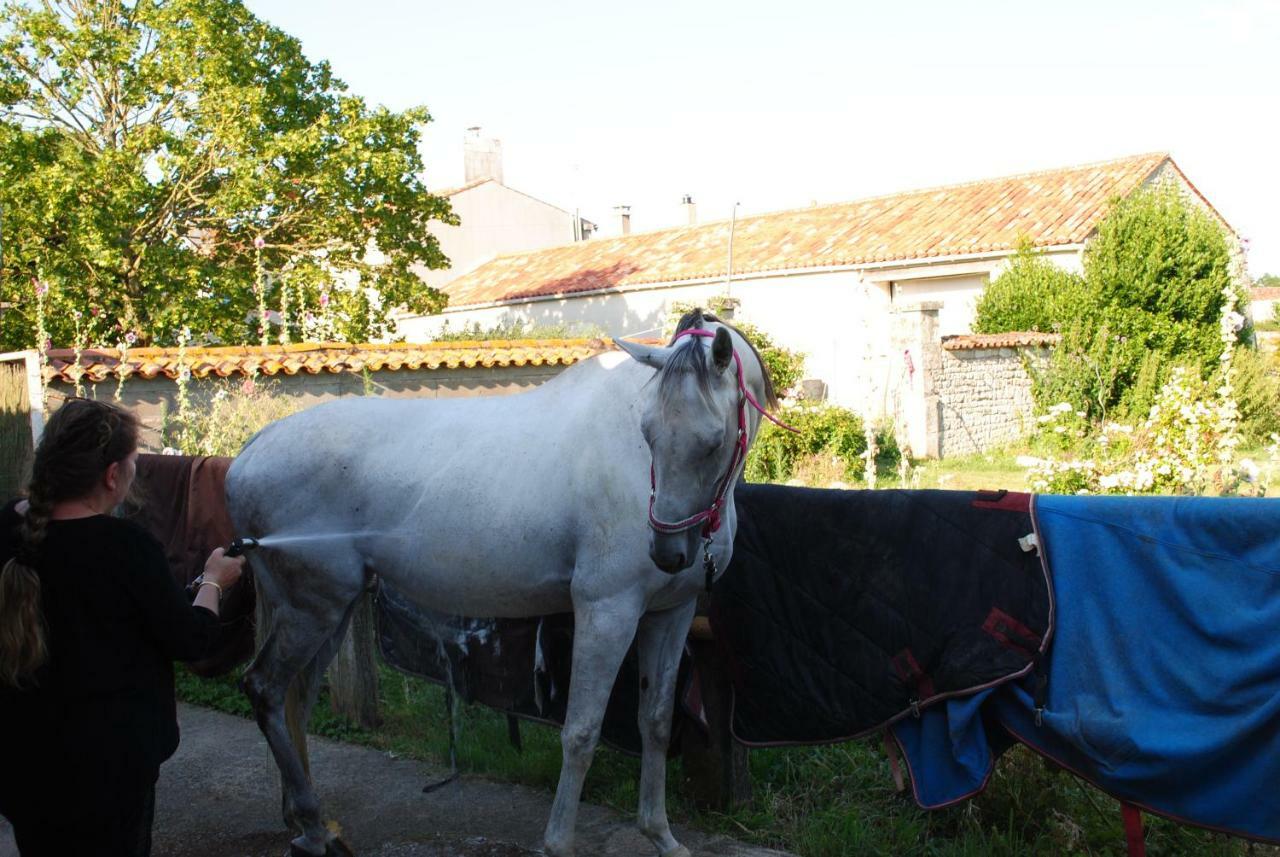 Appartamento Ecurie de la Grange l'Abbé Le Langon Esterno foto