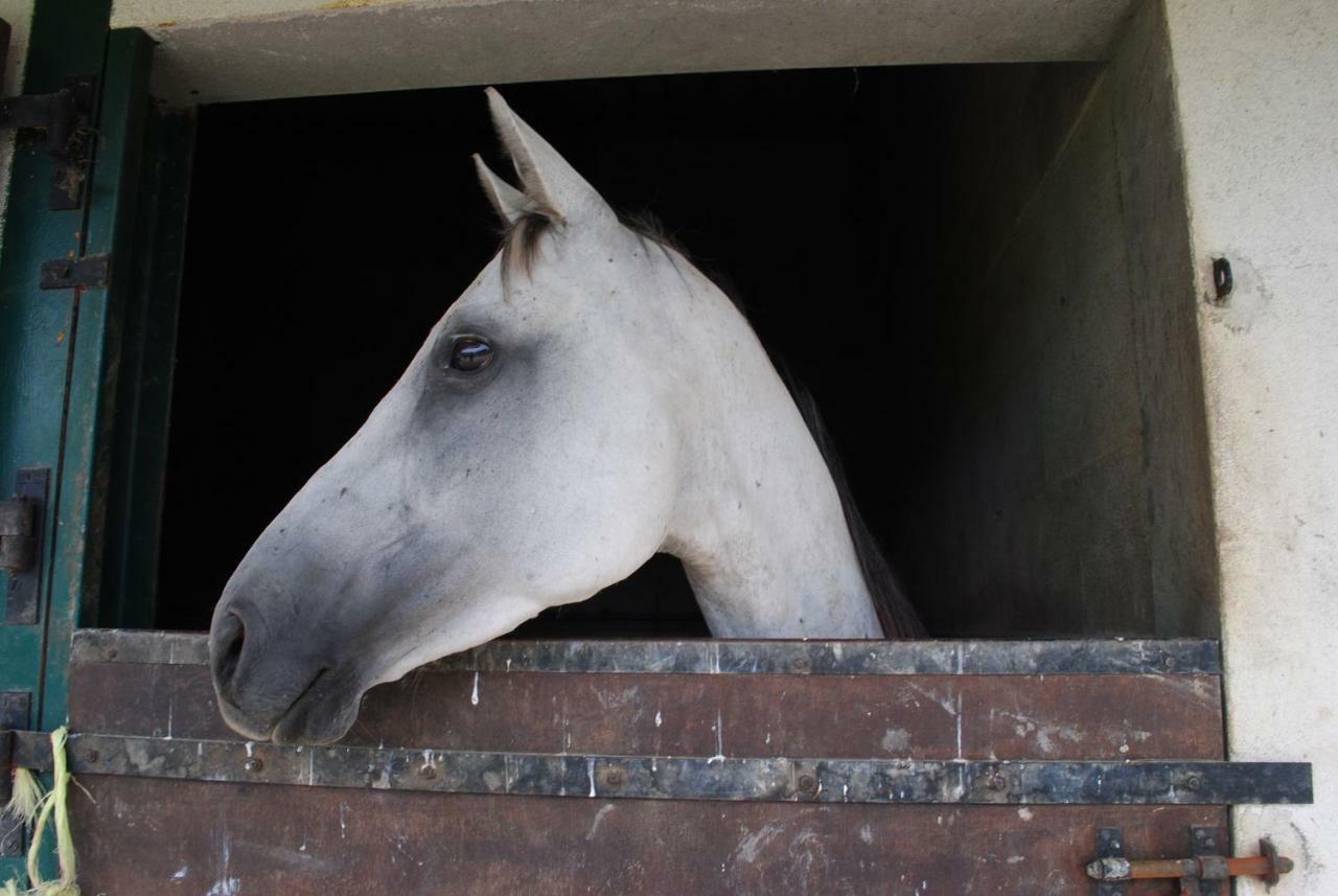 Appartamento Ecurie de la Grange l'Abbé Le Langon Esterno foto